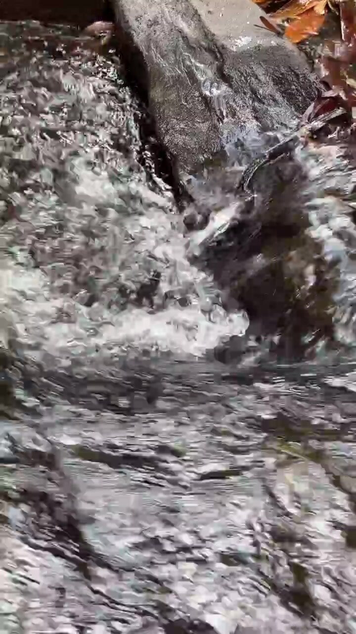 Acqua cristallina che scorre sulle rocce in un ruscello nel bosco