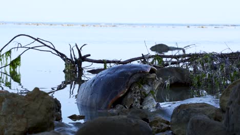 dead sea turtle on rocky coastline of mediterranean sea decomposed on beach with polluted water