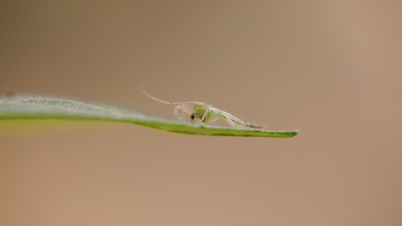 Detailed view of a male green mosquito's plumose antennae as it sits on a leaf at noon in winter
