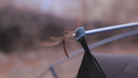 Huge-crane-fly-or-mosquito-hawk-insect-on-a-camping-tent---isolated-close-up