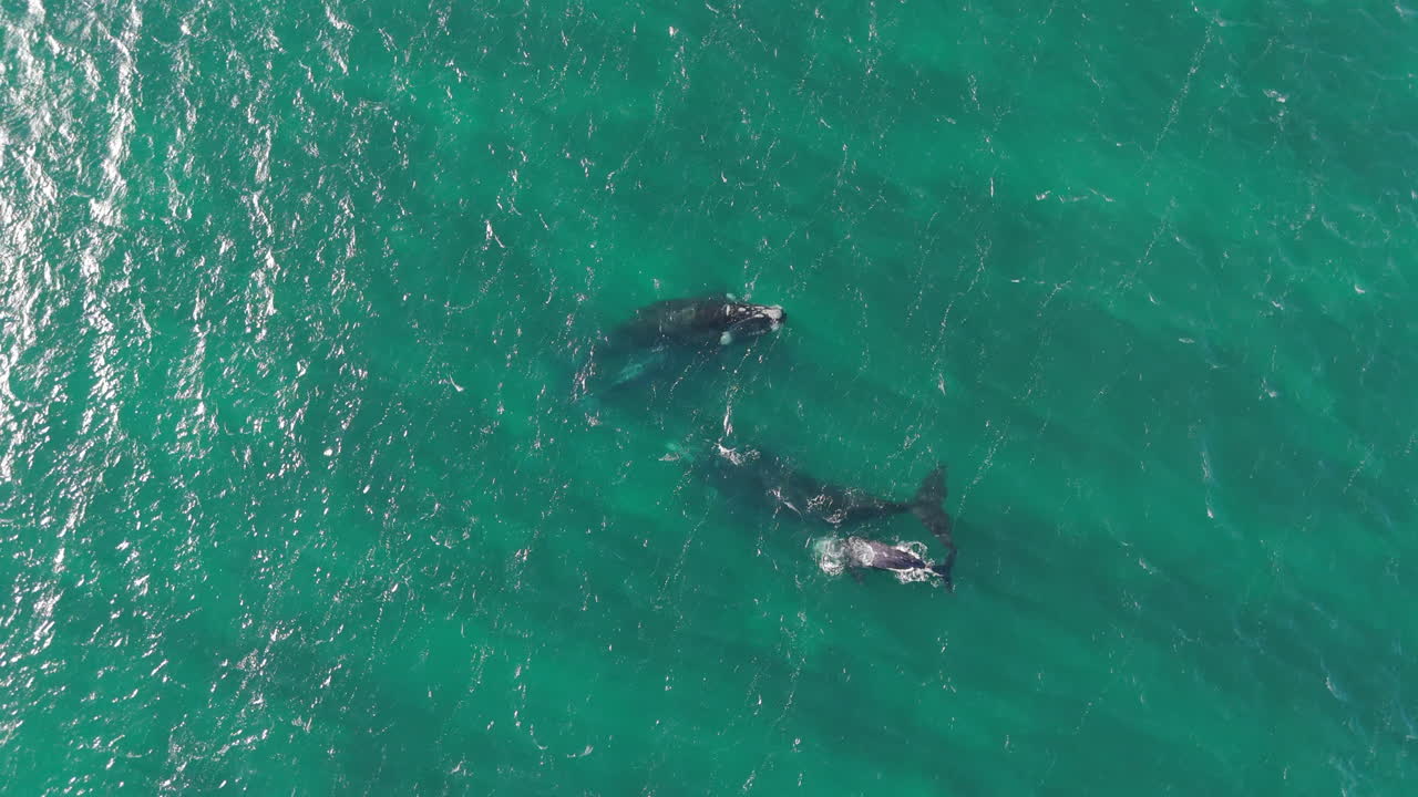 Amazing drone shot of the majestic ocean whale sighted from above, Patagonia Chubut, Argentina.
