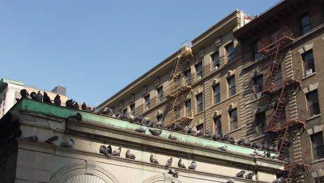 Many-Pigeons-Gathered-on-Roof-Ledge-Under-Blue-Sky