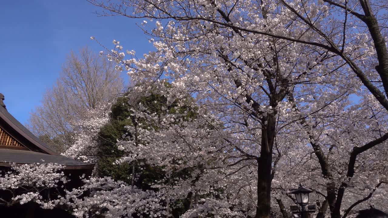 Rapida panoramica su un bellissimo edificio del santuario a Yasukuni con alberi di Sakura.