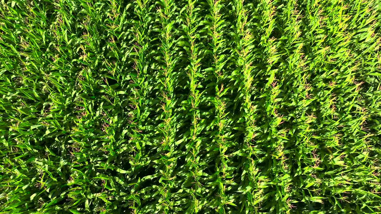 Top View Of Growing Cornfields During Sunny Day Near Padron In Rois, A Coru&ntilde;a, Spain