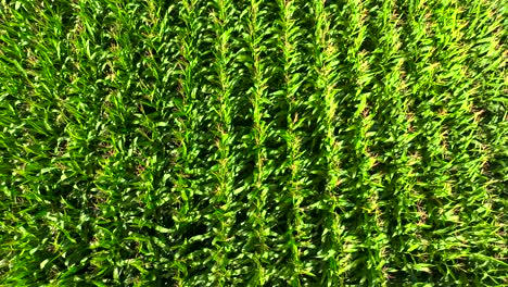 Top-View-Of-Growing-Cornfields-During-Sunny-Day-Near-Padron-In-Rois,-A-Coruña,-Spain