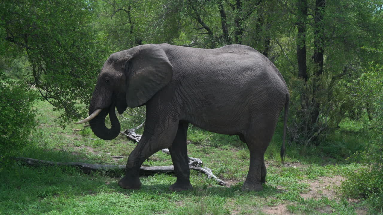 크루거 국립공원 빅 5 코끼리 먹는 마 ⁇ 라 나무 스클레로카리아 비레아 긴 줄기 견과류 남아프리카 야생 동물 울창한 습기 봄 여름 낮 태양빛 영화 슬라이더 왼쪽으로