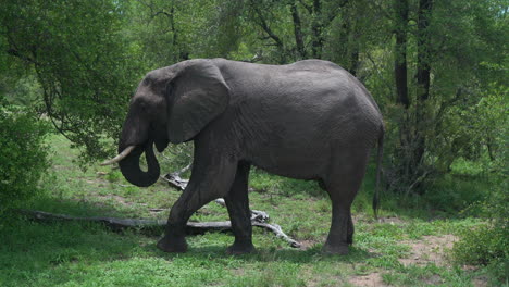 parque nacional kruger cinco grandes elefantes comiendo marula árbol sclerocarya birrea nueces con tronco largo sudáfrica vida silvestre exuberante temporada de lluvias primavera verano de día luz del sol deslizador cinematográfico a la izquierda