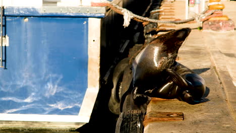 Lobo-Marino-Del-Cabo-En-El-Muelle-Tomando-El-Sol-Tranquilamente-Se-Rasca,-Hout-Bay