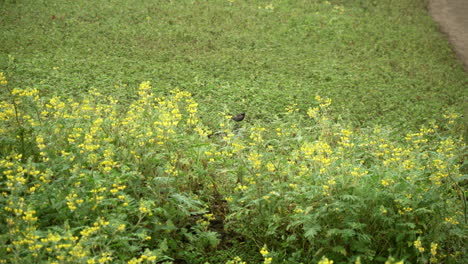 Un-Pájaro-Solitario-Descansando-En-Un-Campo-De-Margaritas-En-Lomas-De-Manzano,-Pachacamac,-Lima,-Perú