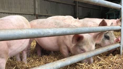 Piglets-enjoy-some-straw-on-a-farm-in-Bedfordshire,-UK