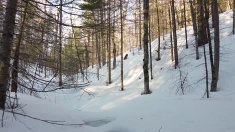 Forest-on-a-hillside-covered-in-a-fresh-coat-of-snow-with-sunlight-shining-through-the-trees