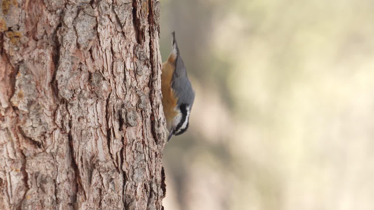 video en cámara lenta de un nuthatch de pecho rojo al revés buscando un bocadillo en la corteza de un abeto y luego volando