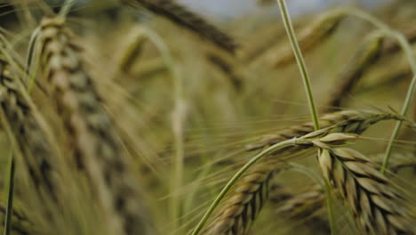 Cebada-Madura-Madura-En-El-Campo-En-Cámara-Lenta-Primer-Plano-Detallado