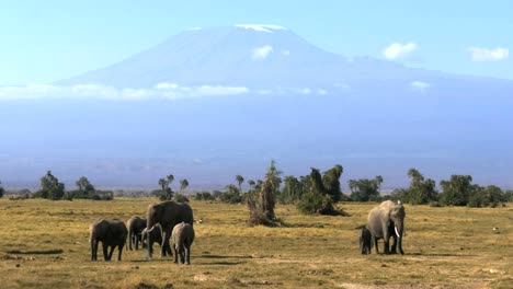 elephants facing forward with mt kilimanjaro at amboseli national park