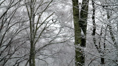 la nieve cae suavemente en un bosque vacío en cámara lenta