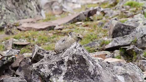 Close-up-of-Pika-with-blurred-background-gathering-food-among-the-rocks-in-the-mountains-of-south-western-Alberta