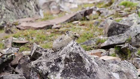 Nahaufnahme-Eines-Pika-Mit-Verschwommenem-Hintergrund,-Der-Zwischen-Den-Felsen-In-Den-Bergen-Im-Südwesten-Von-Alberta-Nahrung-Sammelt