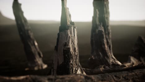 logs and trunks after the forest fire