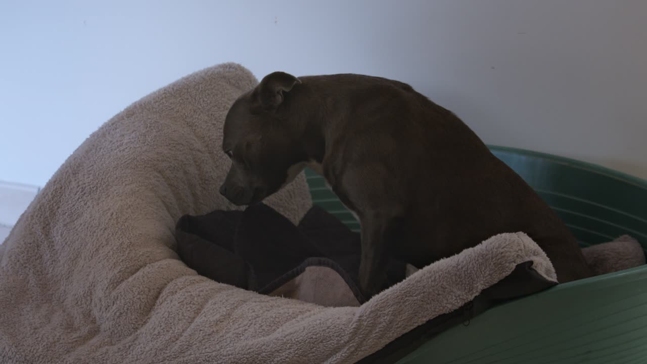 슬픈 개는 그의 침대에서 잠을 자려고, 가정 환경