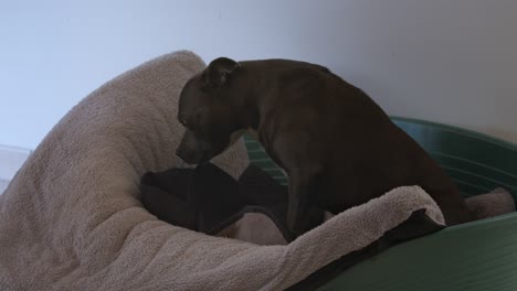 perro triste tratando de dormir en su cama, entorno doméstico