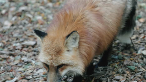 A-Walking-Fox-At-The-Zao-Fox-Village,-Miyagi,-Japan---close-up