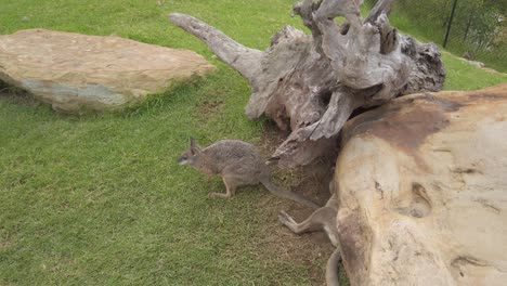 australian grey wallabies by the tree trunks and big rocks