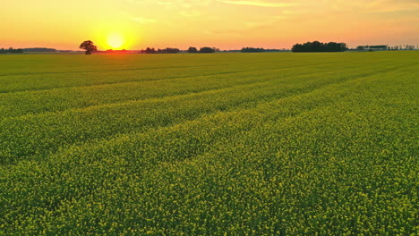 Rapeseed-field-starting-to-bloom-with-golden-sunset-above,-aerial-view