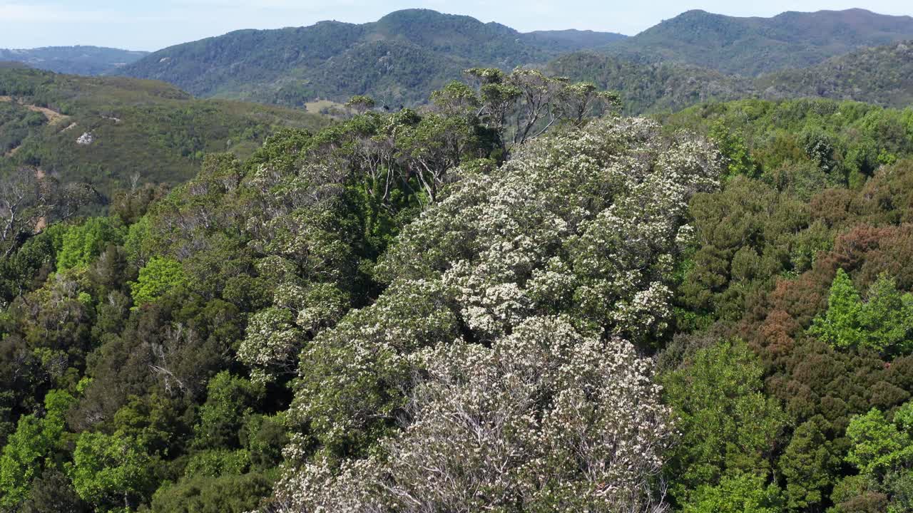 vista aérea de los árboles de eucryphia cordifolia en la ladera del bosque en chile