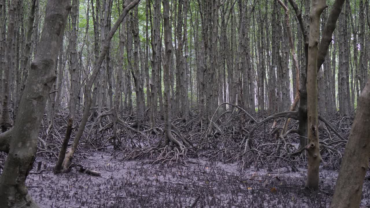 el bosque de manglares se erige como un centinela enredado de los reinos olvidados de la naturaleza.