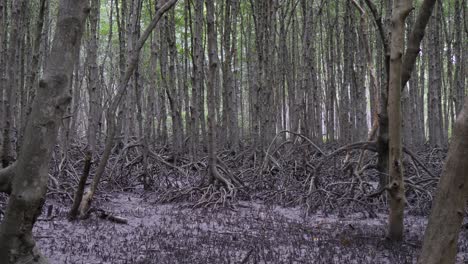 mangrove forest stands like tangled sentinel of nature’s forgotten realms