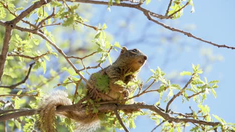 toma en cámara ultra lenta de una ardilla de roca masticando brotes de árboles.