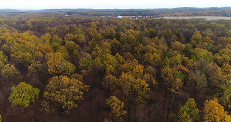 Fliegen-über-Waldwald-Von-Oben-11