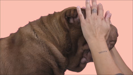 shar pei dog puppy lying down against white background