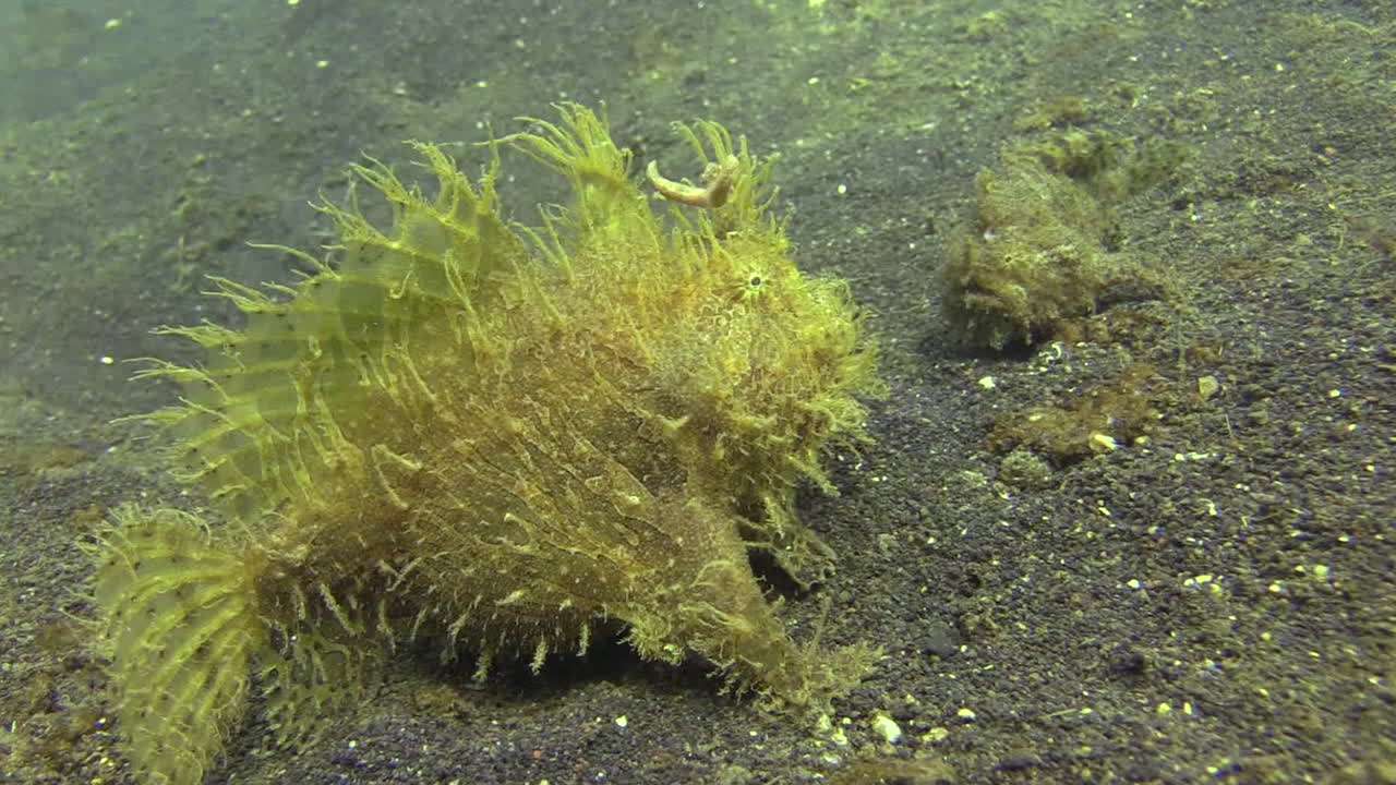 маленькая волосатая рыбка-лягушка сталкивается с более крупной на песчаном дне, вероятно, поведение ухаживания в светлое время суток