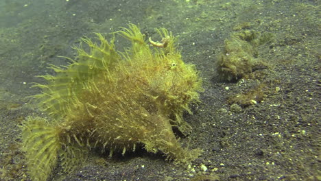 pequeño pez sapo peludo frente a uno más grande en el fondo arenoso, probablemente comportamiento de cortejo durante el día