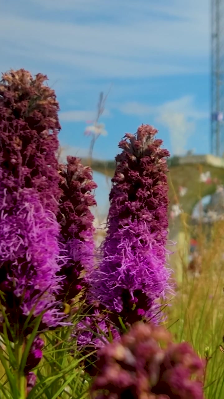 Close up of vibrant Liatris spicata flowers blooming in a summer garden. Vertical shot suitable for social media and nature wellness content.