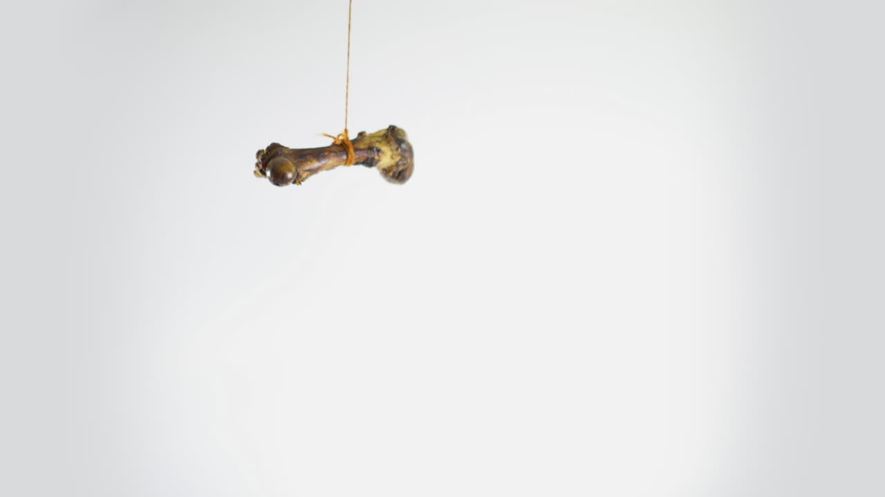 Large bone hanging from a string on a white background