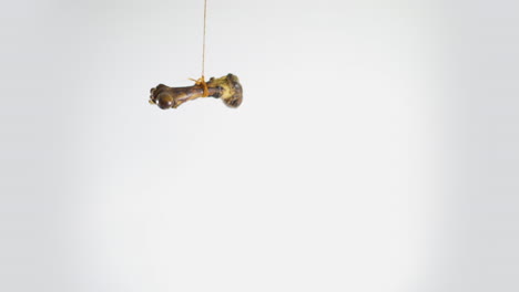 large bone hanging from a string on a white background