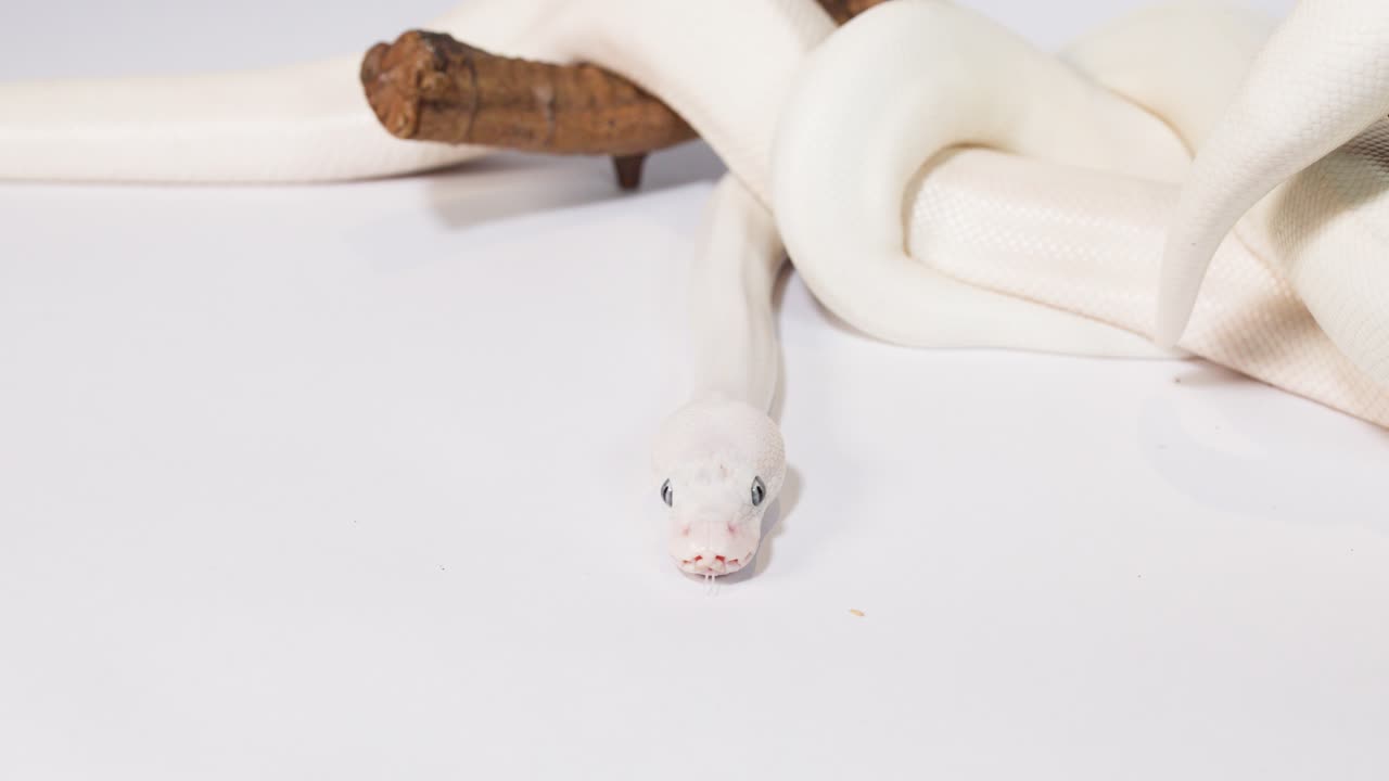 Albino snake slowly slithers from wooden branch toward camera under bright studio lighting