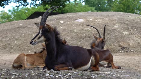 familia de antílopes sable descansando y rumiando bajo el sol africano
