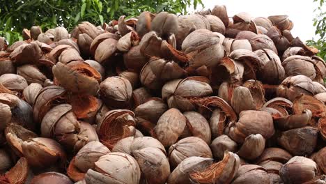 montón de cáscaras de coco secas