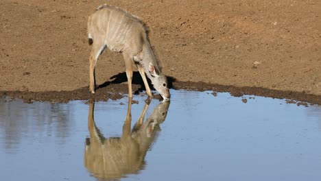 un joven antílope kudu bebiendo en un pozo de agua, el parque nacional de mokala, sudáfrica