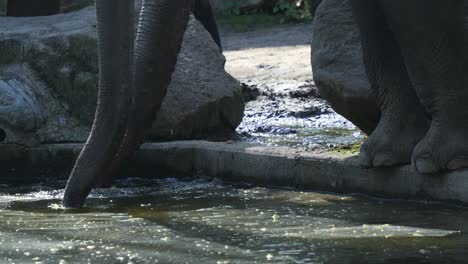 Trompas-De-Elefante-Bebiendo-Agua-En-El-Zoológico