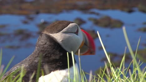 Schöne-Nahaufnahme-Eines-Süßen-Papageientauchers,-Der-An-Der-Küste-Islands-In-Der-Nähe-Von-Latrabjarg-14-Posiert