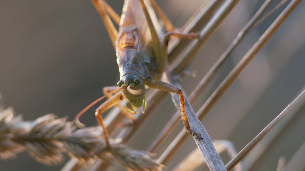 잔디 줄기에 지저귀는 늦가을 저녁 빛의 덤불 귀뚜라미
