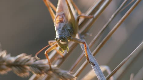 Bush-cricket-in-late-autumn-evening-light-chirping-on-grass-stem