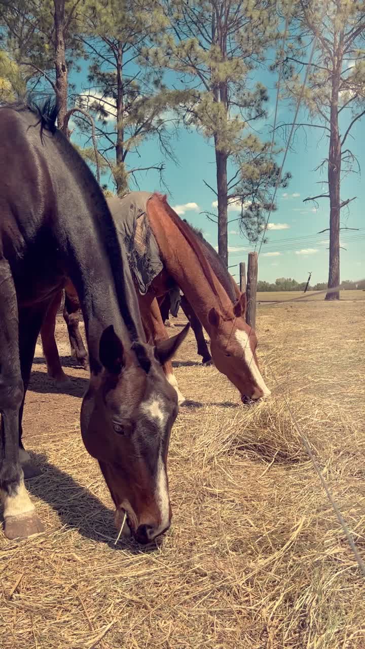 Cavalli che mangiano fieno in un campo soleggiato in una fattoria