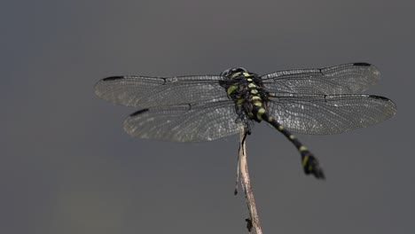 the common flangetail dragonfly is commonly seen in thailand and asia