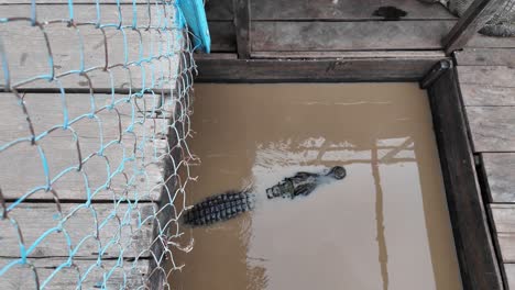 crocodile resting underwater inside a cambodian enclosure