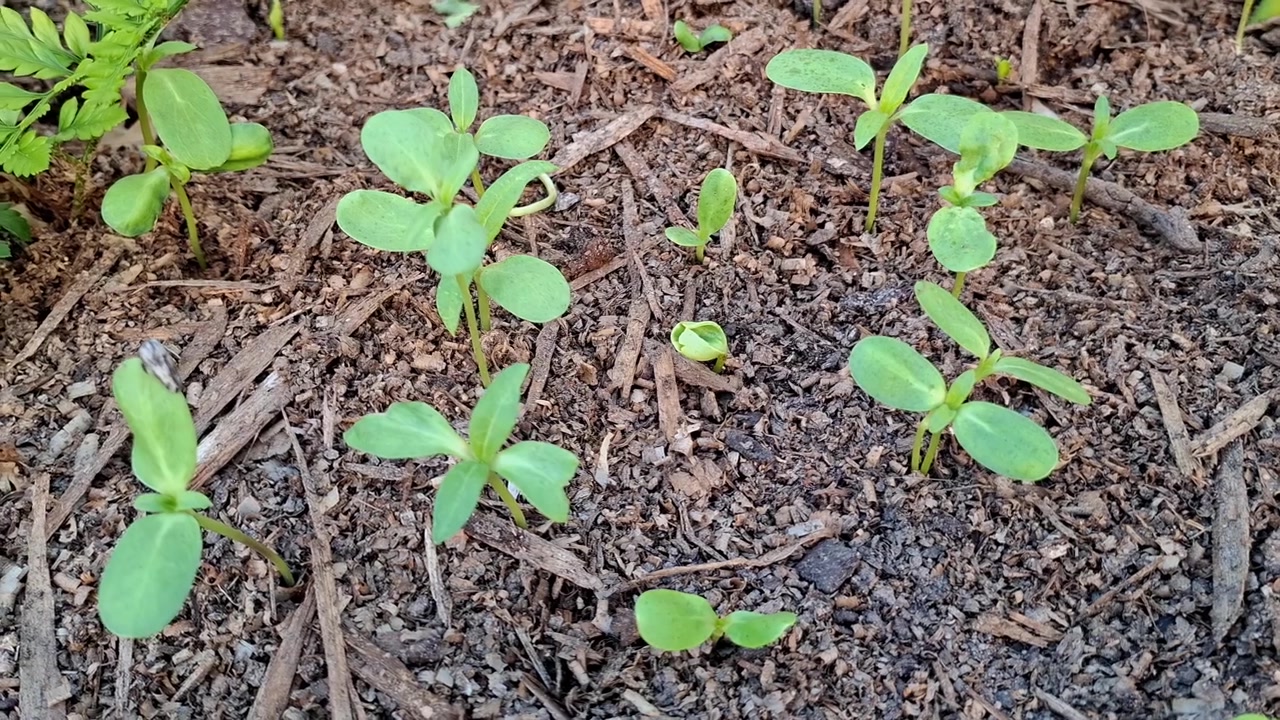 Semenzali verdi di girasole che crescono nel terreno